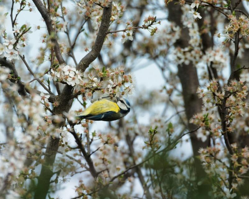 Accueil de la faune