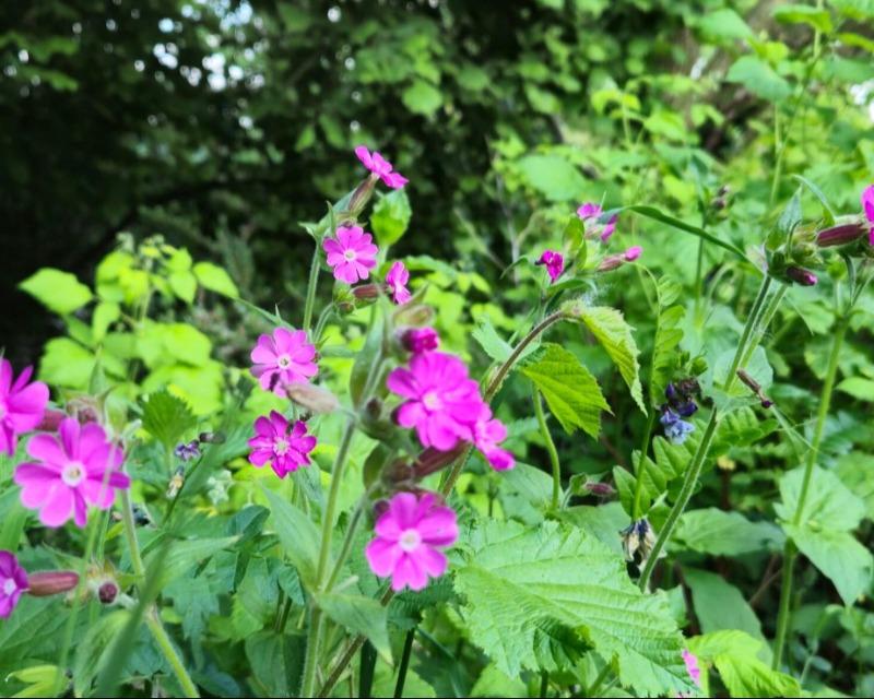 20260929_121513_nat-rn-terrain-456_photo_fleurs.jpg