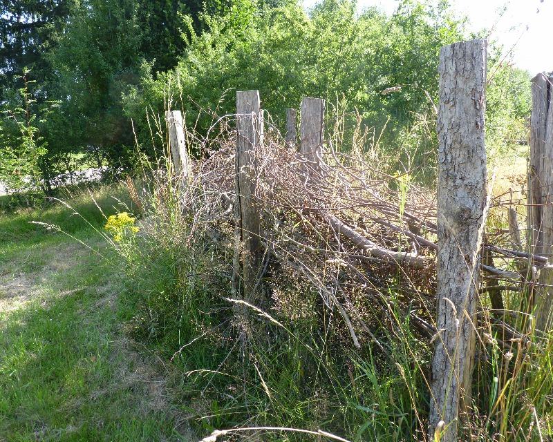 Milieux ligneux