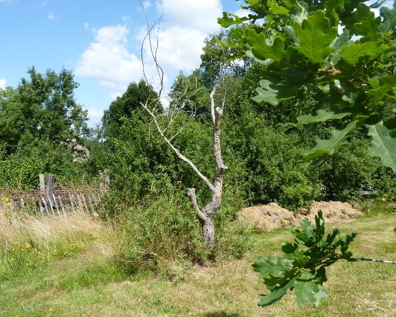 Milieux ligneux