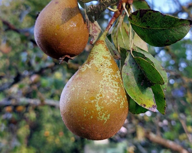 Milieux ligneux