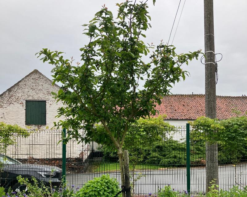 Milieux ligneux