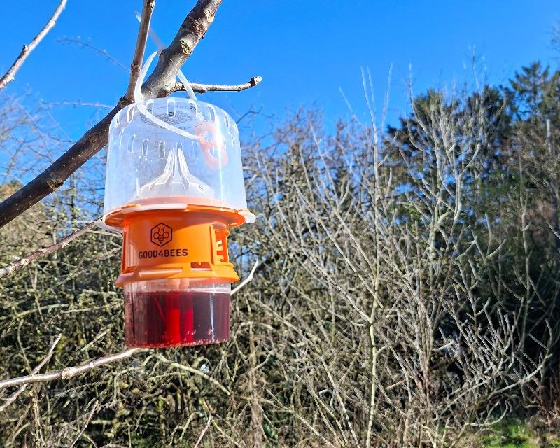 Pièges à frelons asiatiques