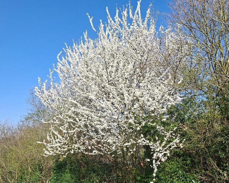 Première floraison de la haie