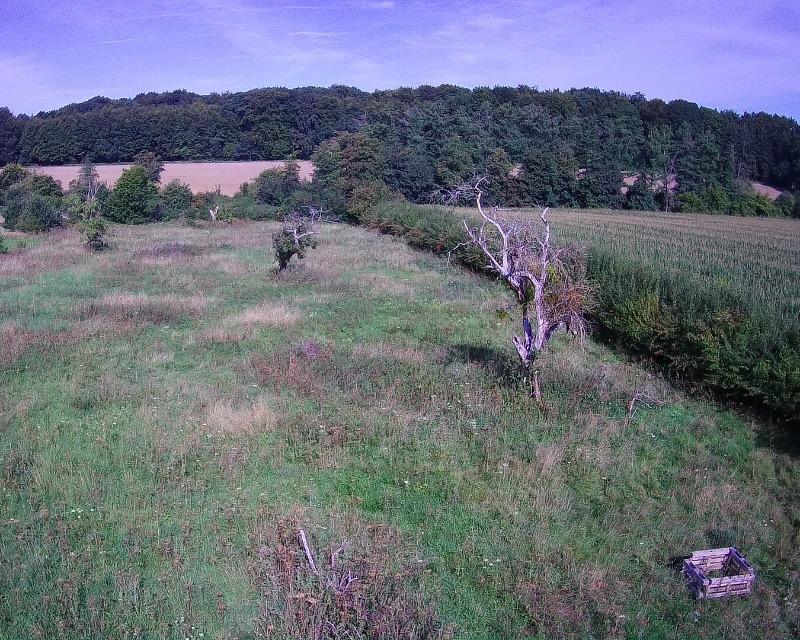 Milieux ligneux
