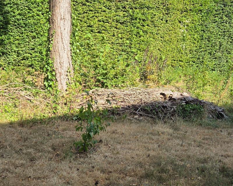 Milieux ligneux