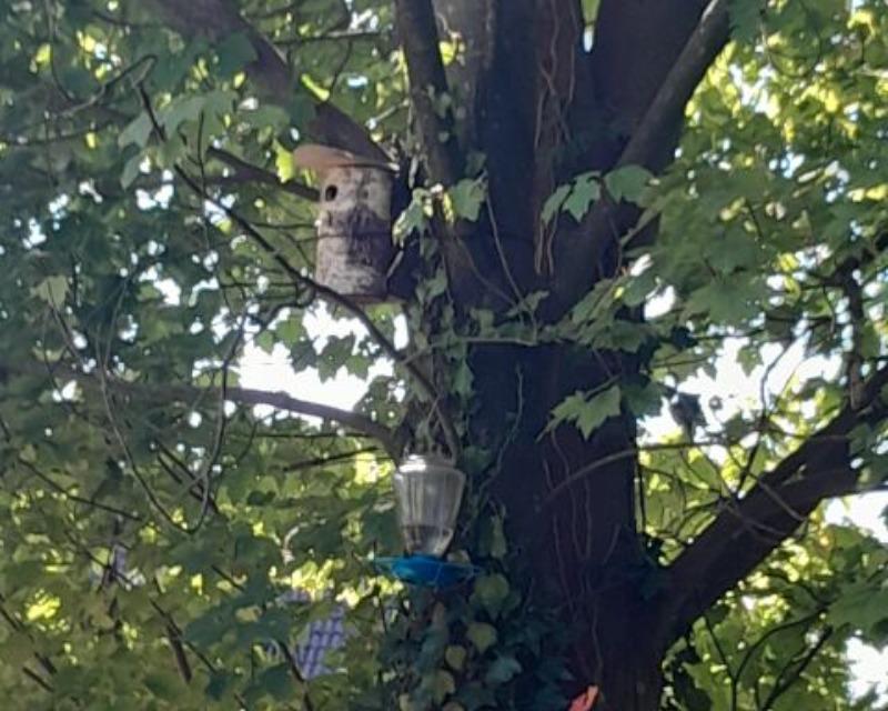 Accueil de la faune