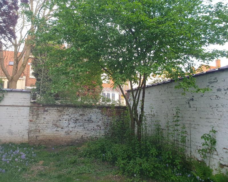 Milieux ligneux