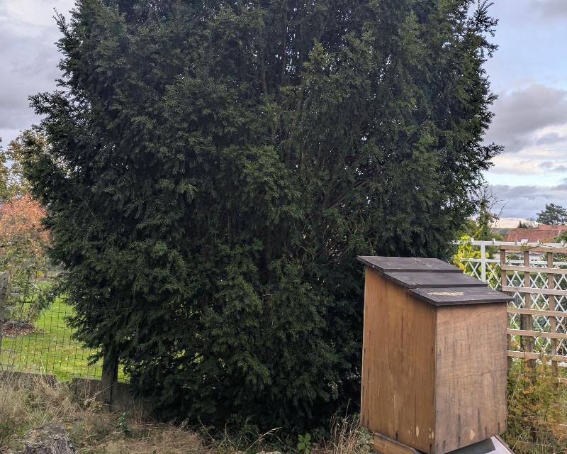 Milieux ligneux