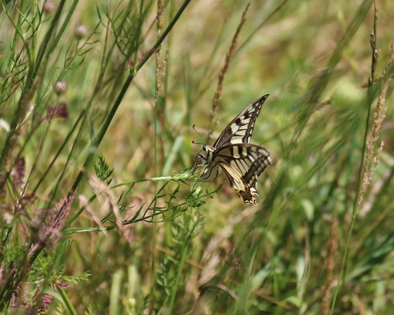 Un Machaon est venu pondre dans le jardin