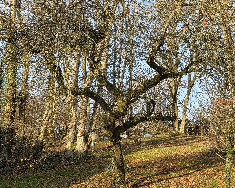 Milieux ligneux