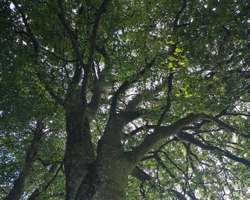 Milieux ligneux