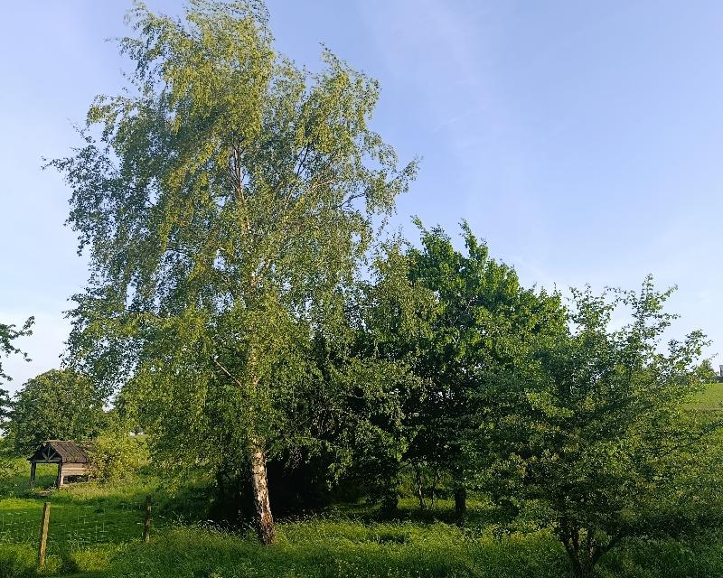 Milieux ligneux