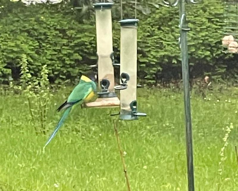 Visite inattendue au jardin....