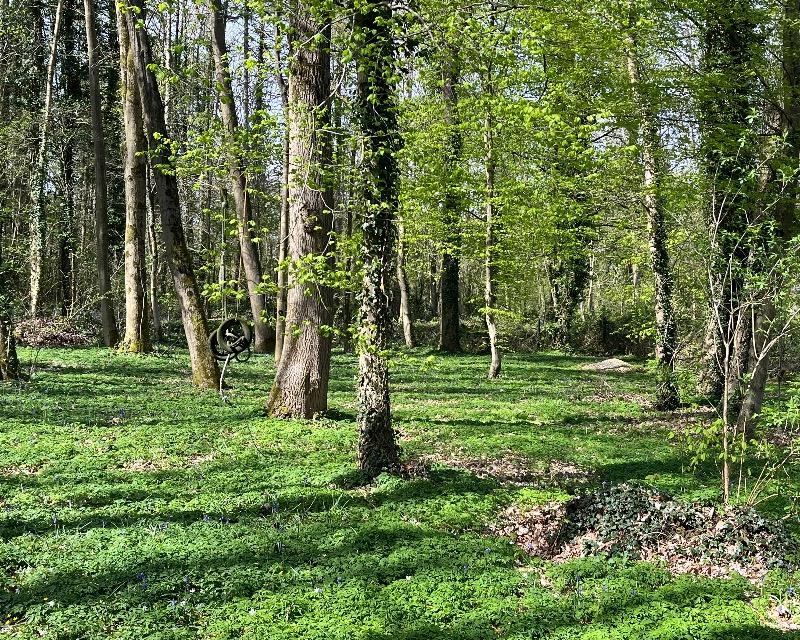 Milieux ligneux