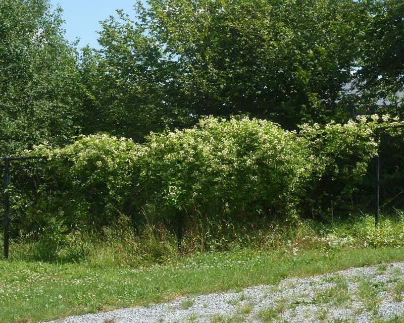 Milieux ligneux