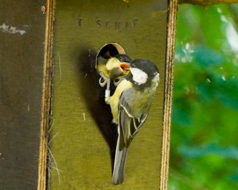 Accueil de la faune