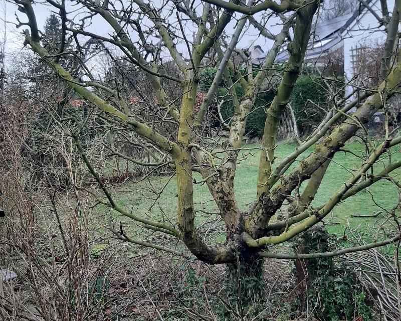 Milieux ligneux