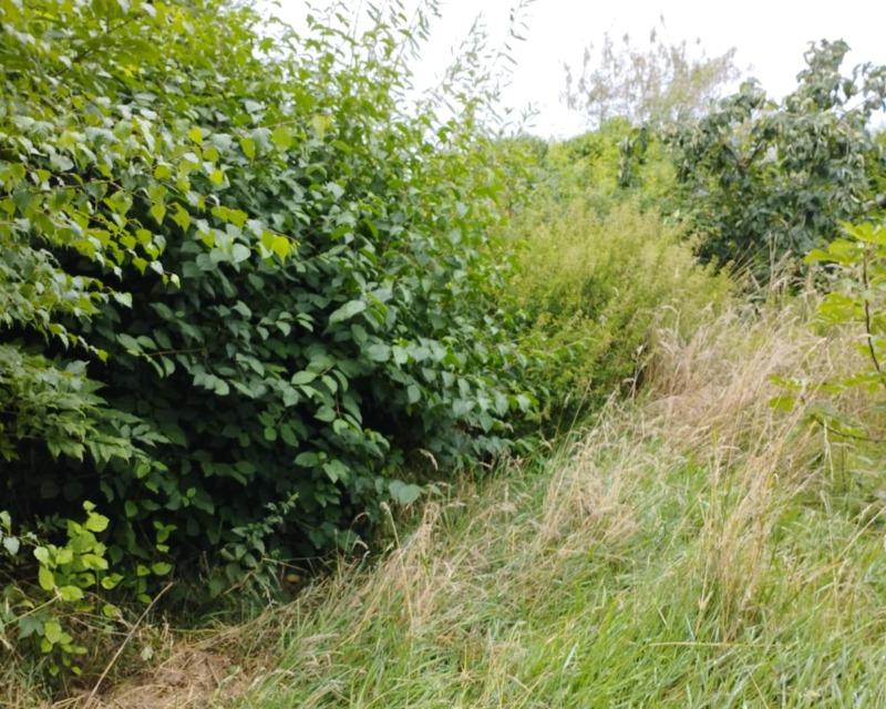 Milieux ligneux