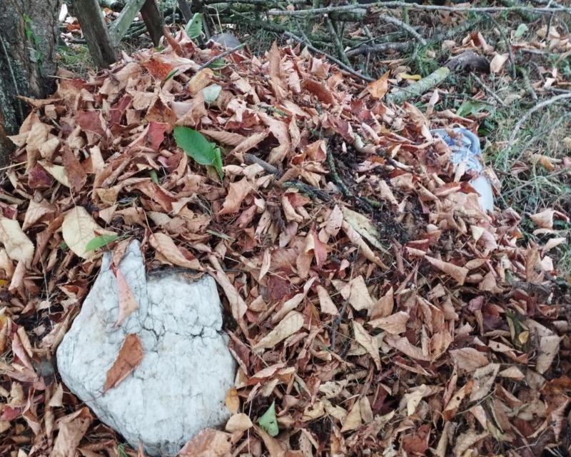 Accueil de la faune