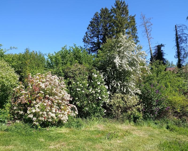 Milieux ligneux
