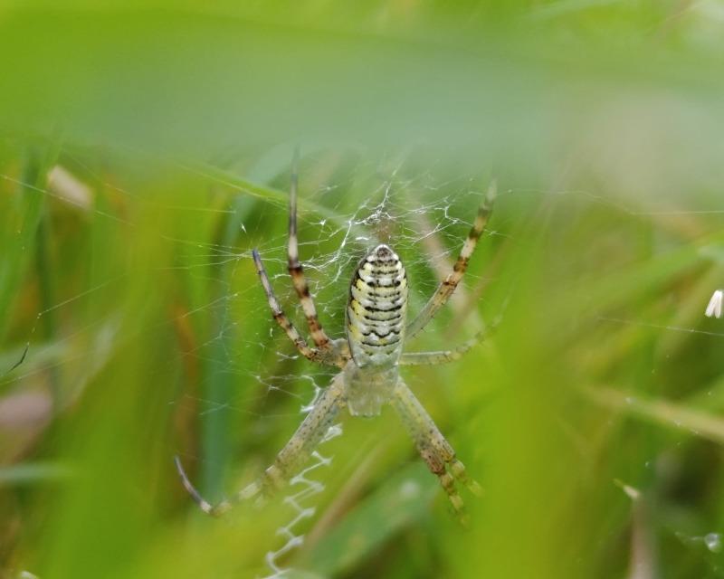 20260727_174419_nat-rn-terrain-261_photo_argiope.jpg