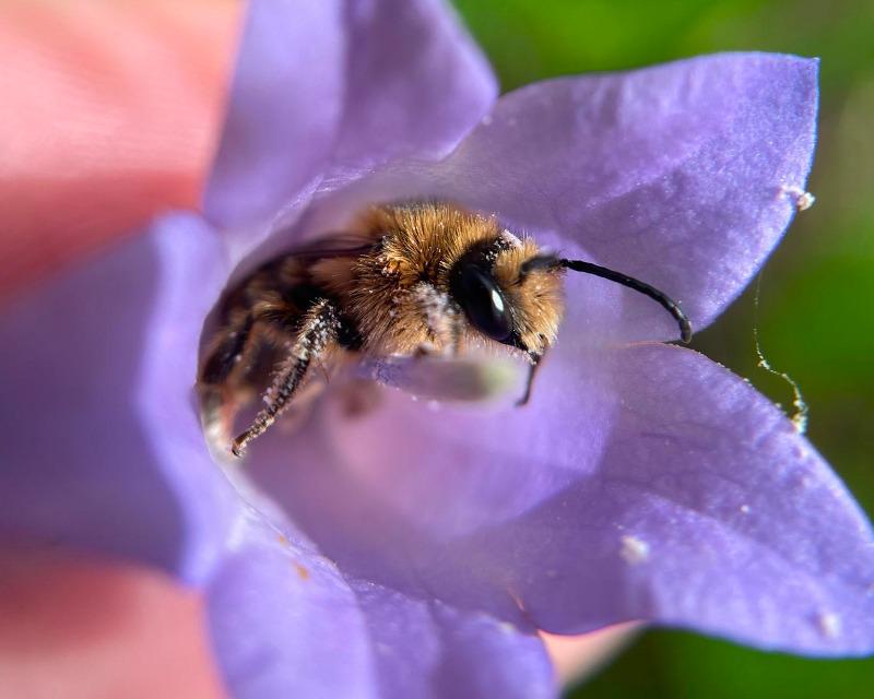 Une semaine riche en abeilles