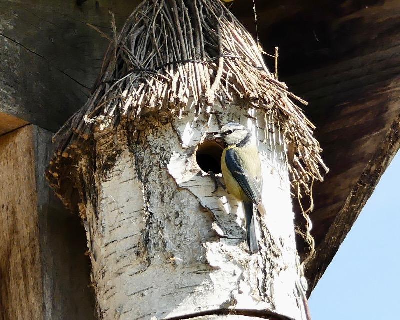Accueil de la faune