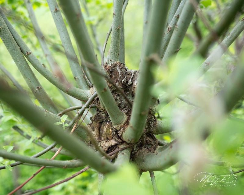 Milieux humides