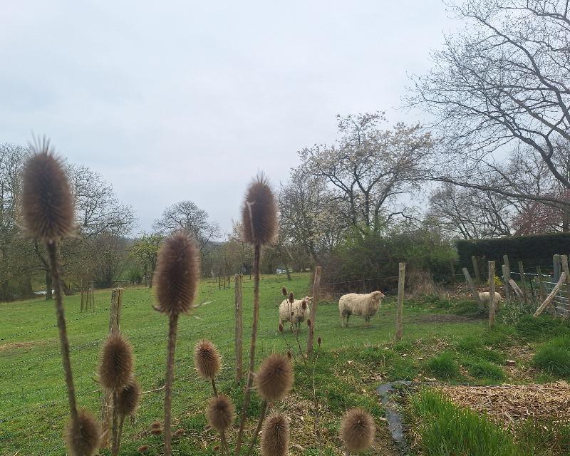 Milieux herbacés