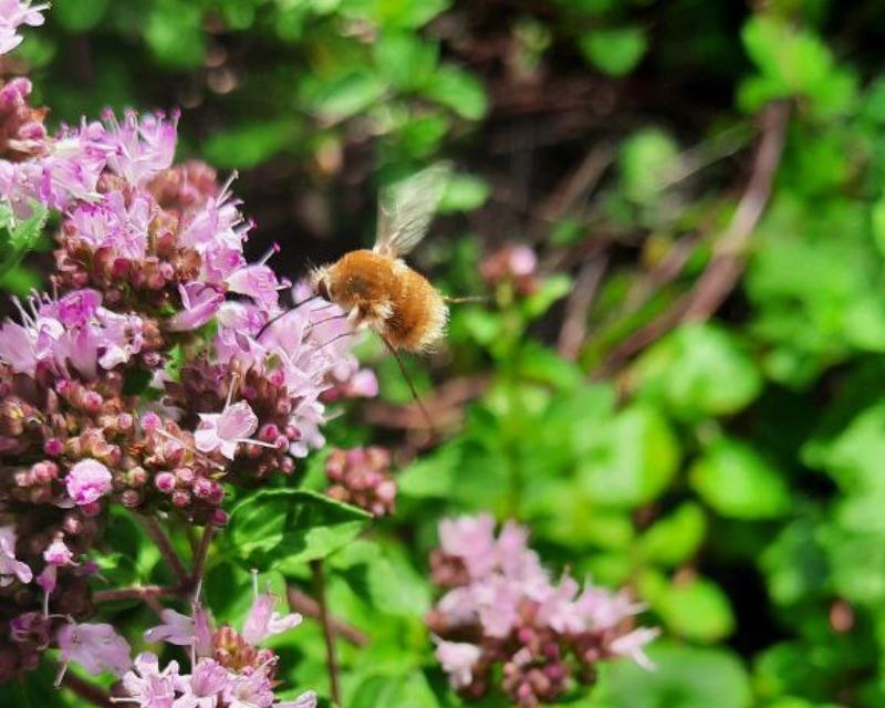 Une abondante floraison de l'origan...