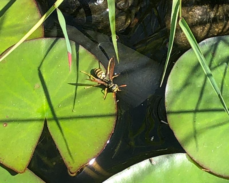 Milieux humides