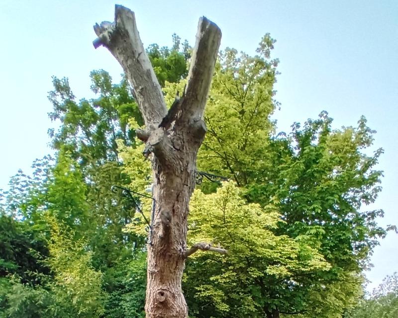 Milieux ligneux