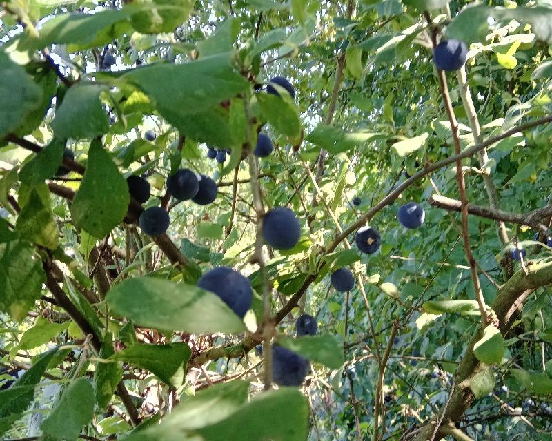 20250809_114445_nat-rn-terrain-748_photo_1000003179.jpg
