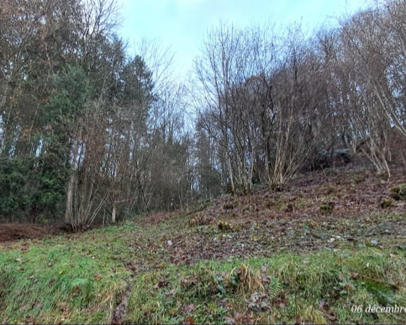 Milieux ligneux