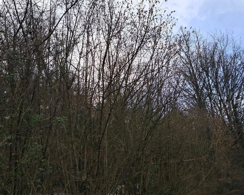 Milieux ligneux