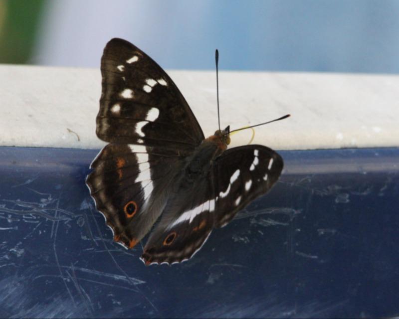 Milieux humides