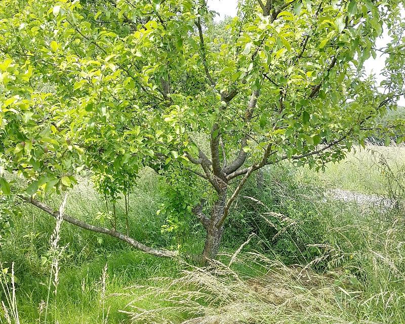 Milieux ligneux